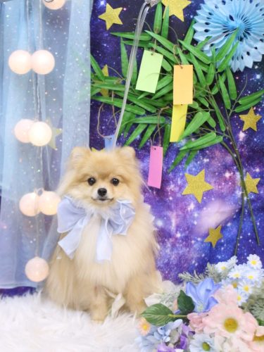 20250712アッシュくん